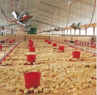 THD2608 Calentador de criadora de gas para aves de corral NG LPG Elemento de calentamiento por infrarrojos