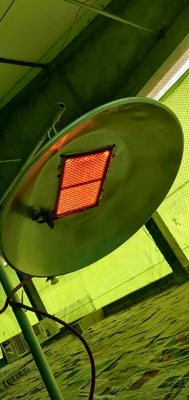 Calentador de criadora de aves de corral con ahorro de energía LPG NG Biogas Gas Equipo de criadora de aves de corral